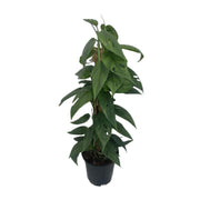 Epipremnum Cebu Blue moss stick - Ø15cm - ↕60cm