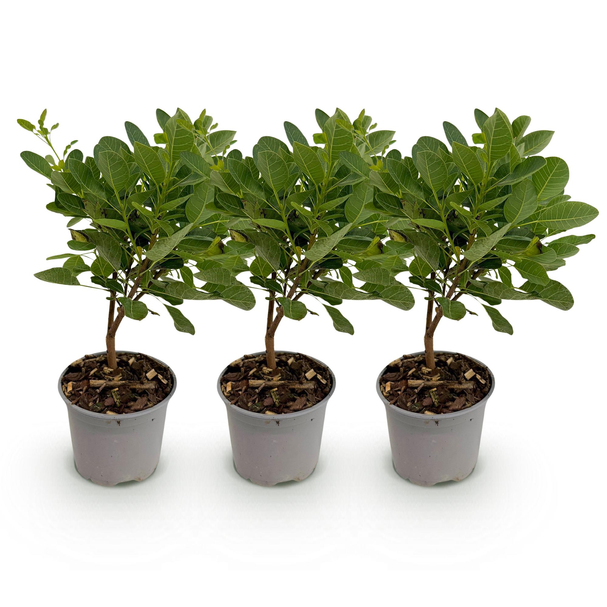 Cotinus coggyria Young Lady - Groen 3 Planten - Bladverliezend - Weinig Onderhoud - Pot 12cm Hoogte 35cm