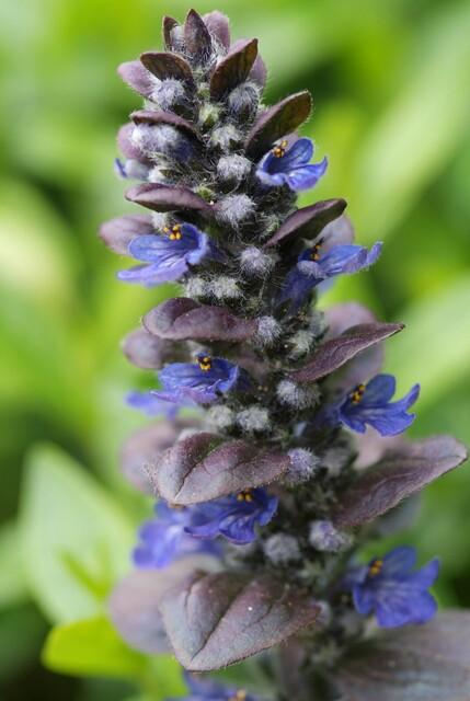 12 Ajuga reptans 'Catlin's Giant' - ↕10-25cm - Ø9cm