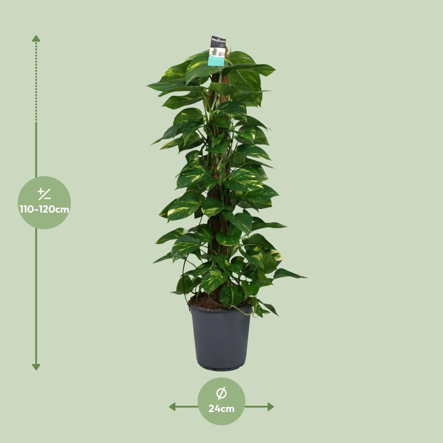 Scindapsus (Epipremnum) - Ø24 cm - ↕120 cm