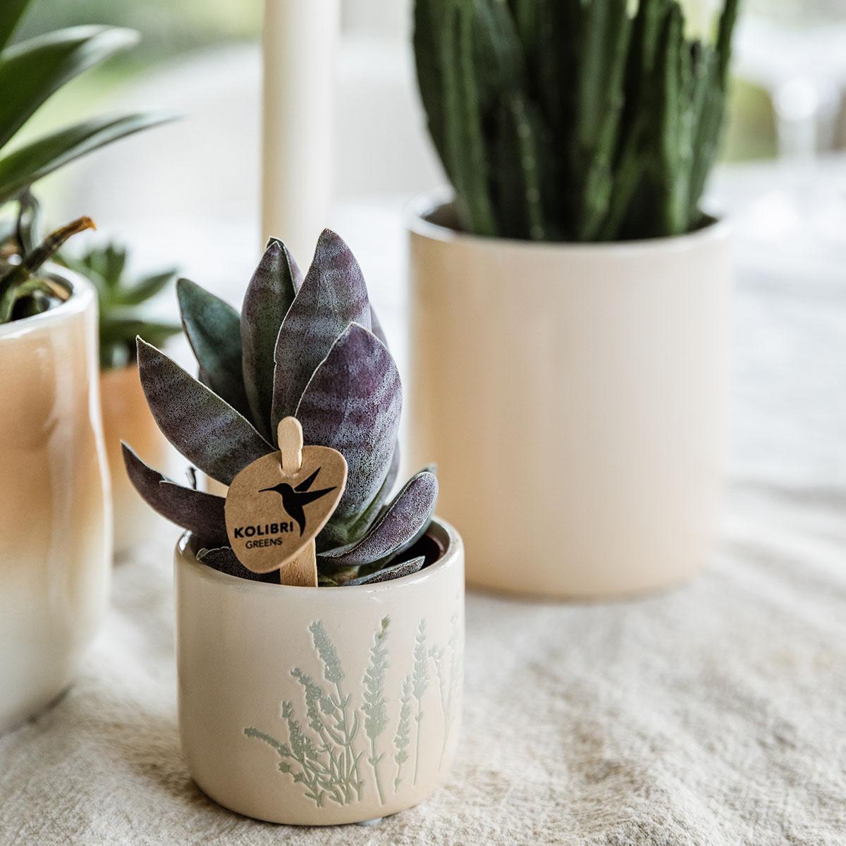 Kolibri Home | Floral bloempot - Light Blue - 6cm