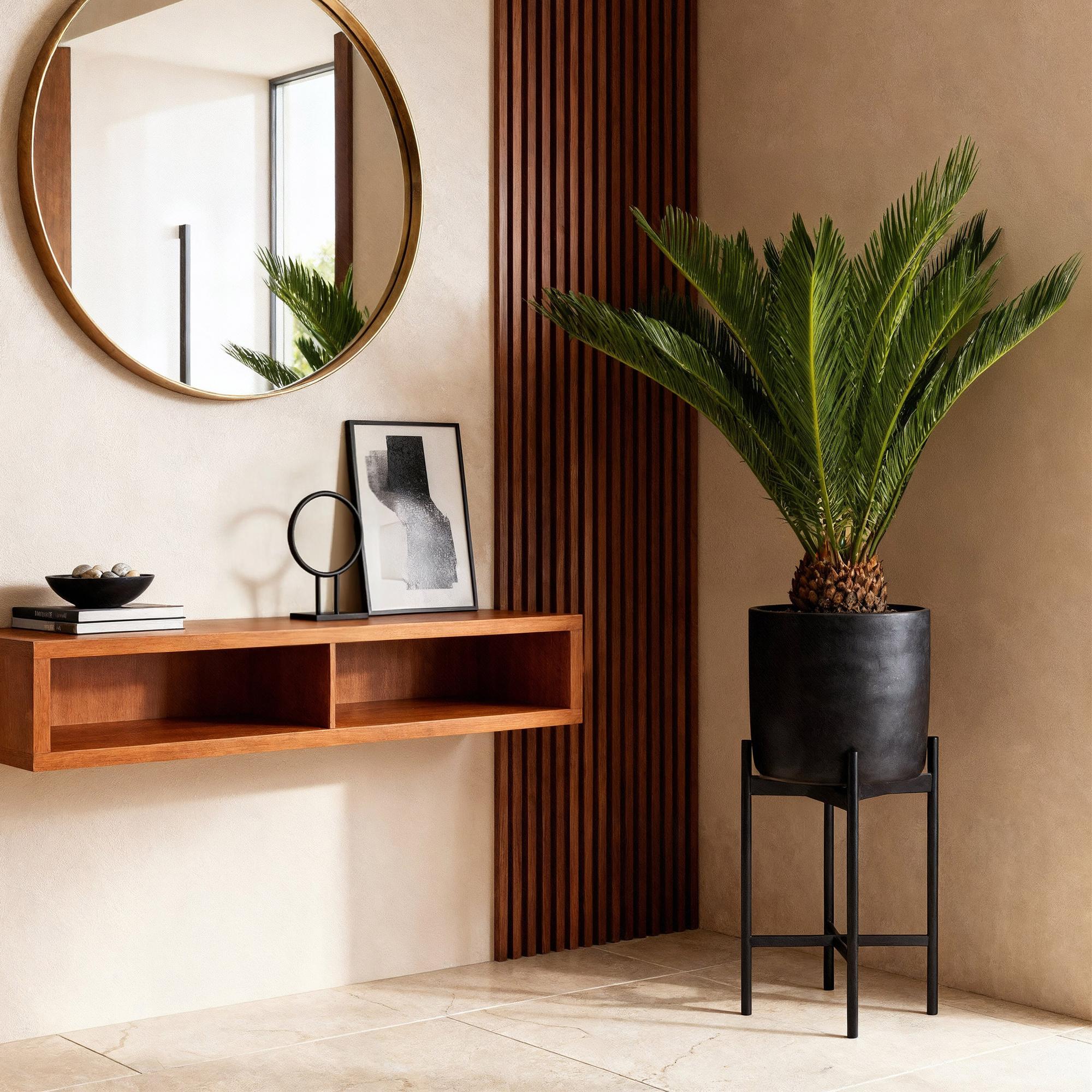 Cycas revoluta - Palmvaren - Weinig onderhoud - Groen - 2 - Pot 17cm - Hoogte 70cm