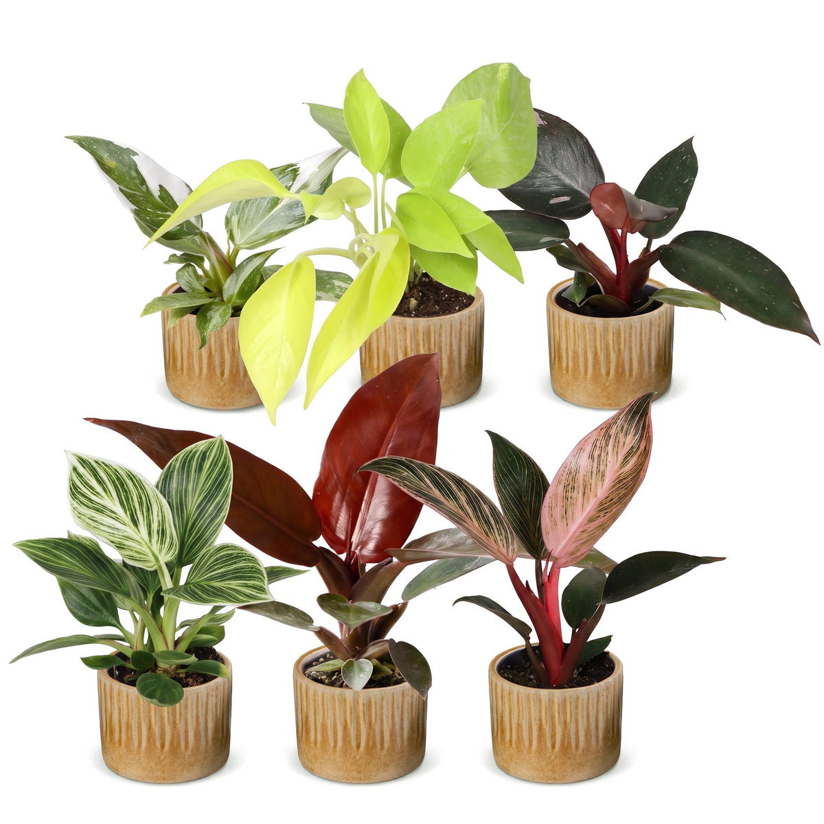 Baby Philodendron Family 6x - Wit - Roze - Geel - Groen - Rood - Tropisch - incl. Linnea Honey - Ø6cm - ↕10-15cm
