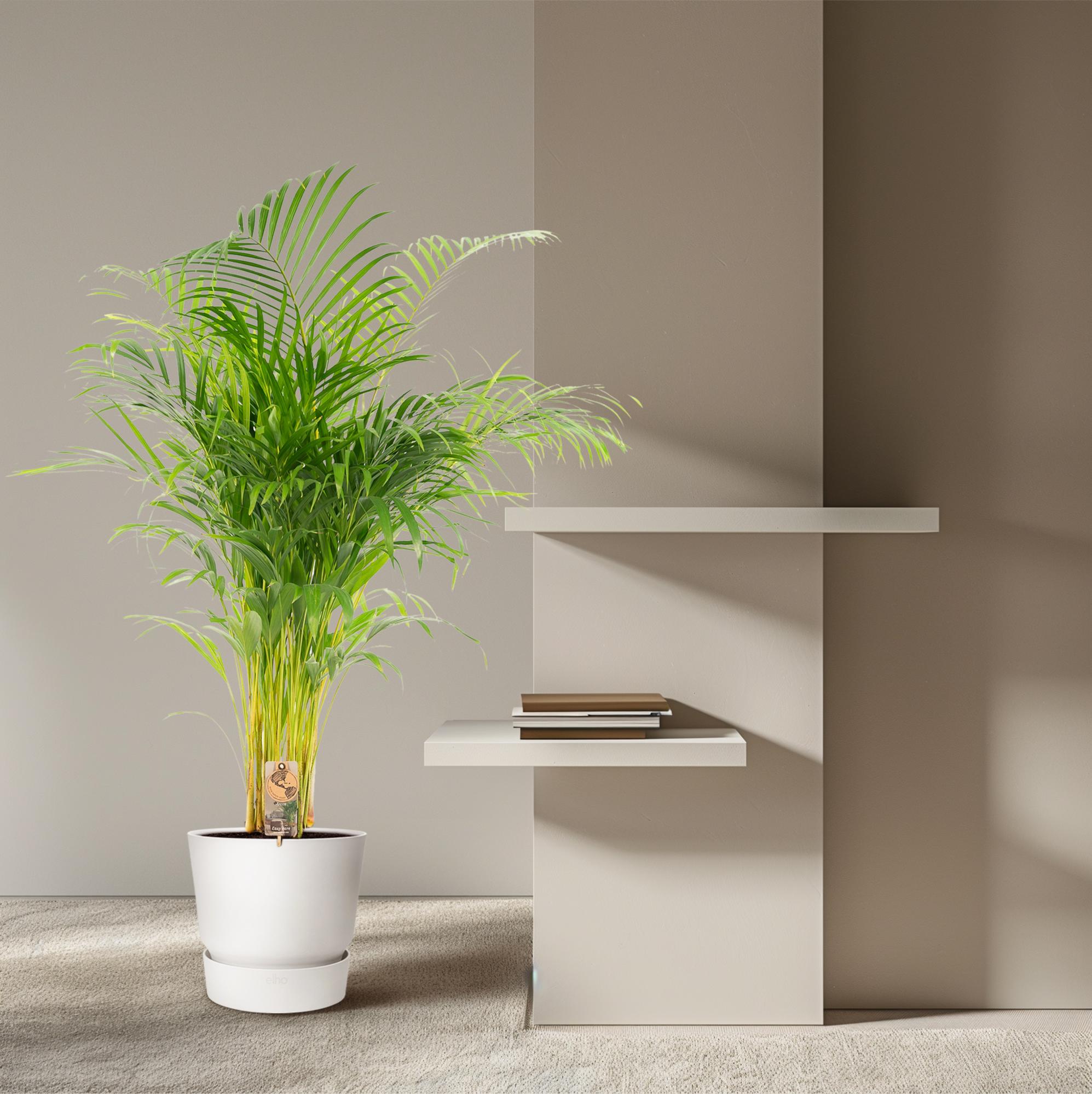 Areca-Palme – Ø 21 cm – ↕ 130 cm