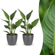 Strelitzia Reginea - Paradijsvogelbloem - 2x - met Potter Grijs - Pot 12cm - Hoogte - 35cm