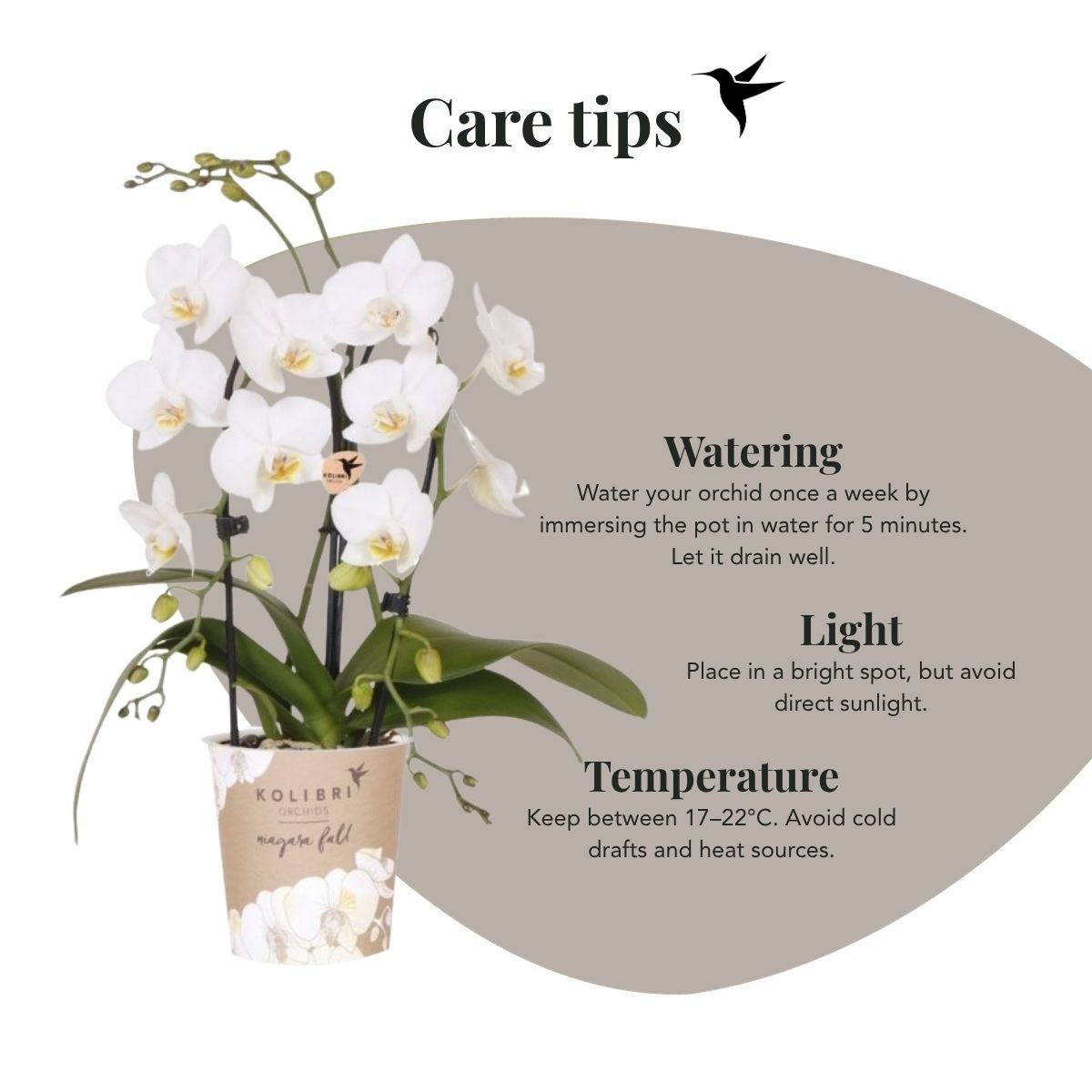 Kolibri Orchids | Witte Phalaenopsis orchidee - Niagara Fall White - Ø9cm