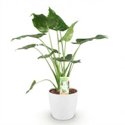 Alocasia Cucullata - Olifantsoor - met Potter Wit - Pot 21cm - Hoogte 65-70cm
