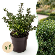 Ilex crenata Stokes - Japanse Hulst 8x  - Haagplanten - Groenblijvend - Groen - Pot 9cm - Hoogte 20-30cm