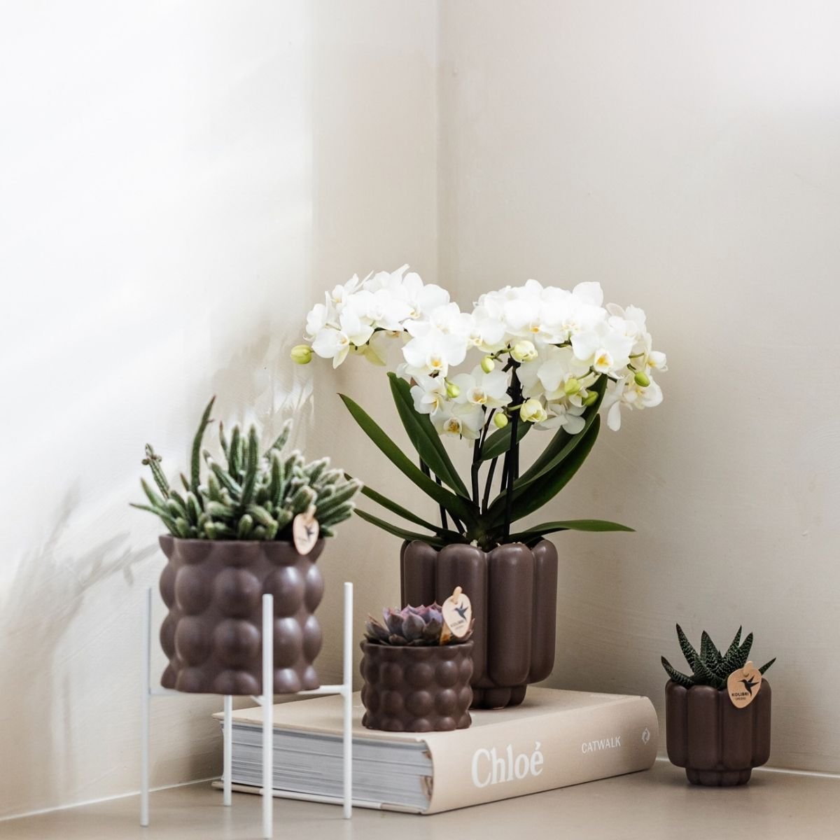 Kolibri Orchids | Combi Deal - 2 Witte Phalaenopsis Orchideeën Blossom Zurich - Ø9 cm