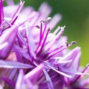 Globemaster – Allium-Zwiebeln, 5 Stück
