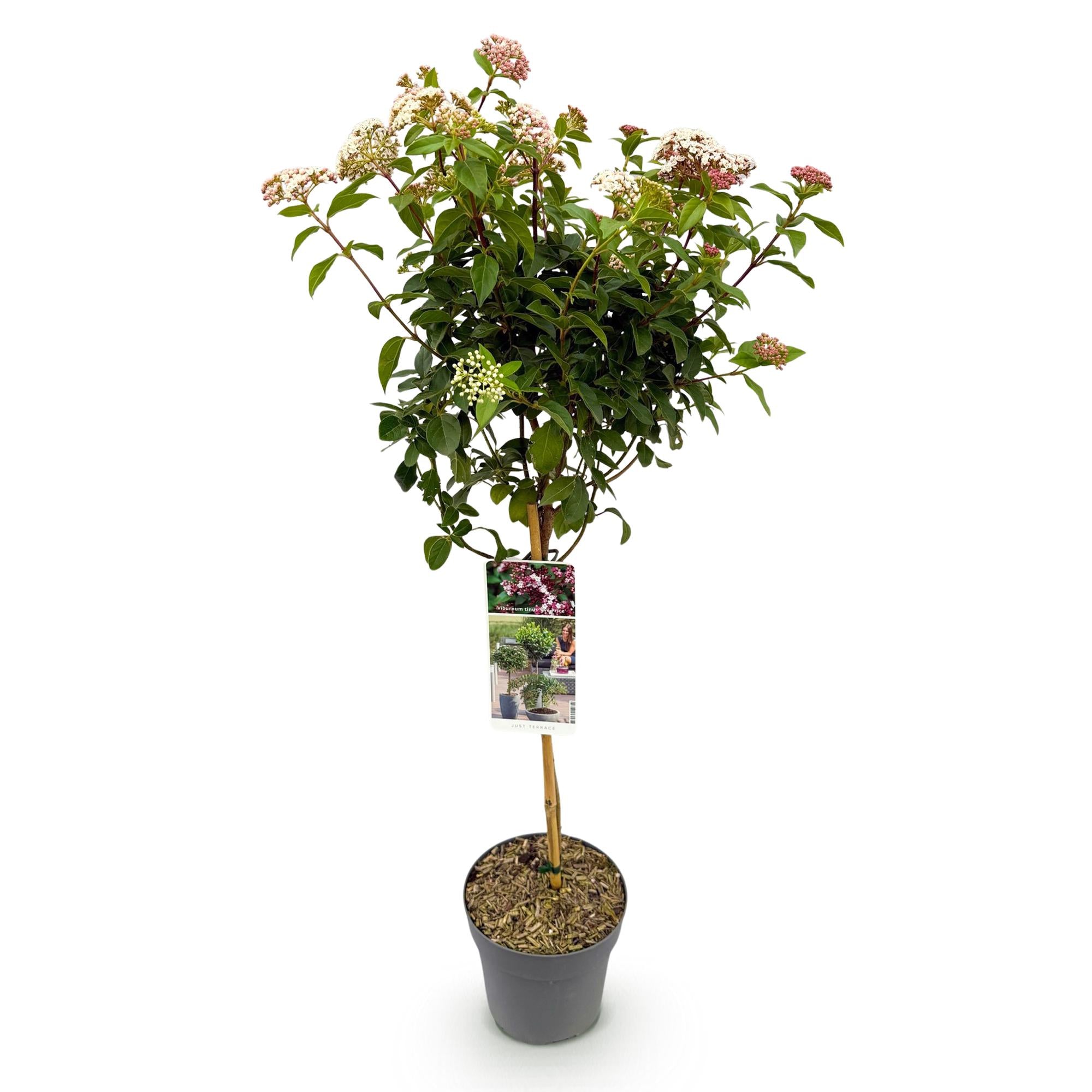 Green boutiQ - Pianta su stelo - Viburnum tinus Eve Price - Pianta da patio - Sempreverde - Resistente all'inverno - Fiore bianco-rosa - Vaso 19 cm Altezza 90 cm