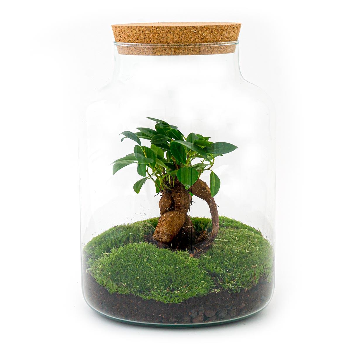 DIY-Terrarium – Milchig mit Bonsai – ↕ 30 cm – Normal