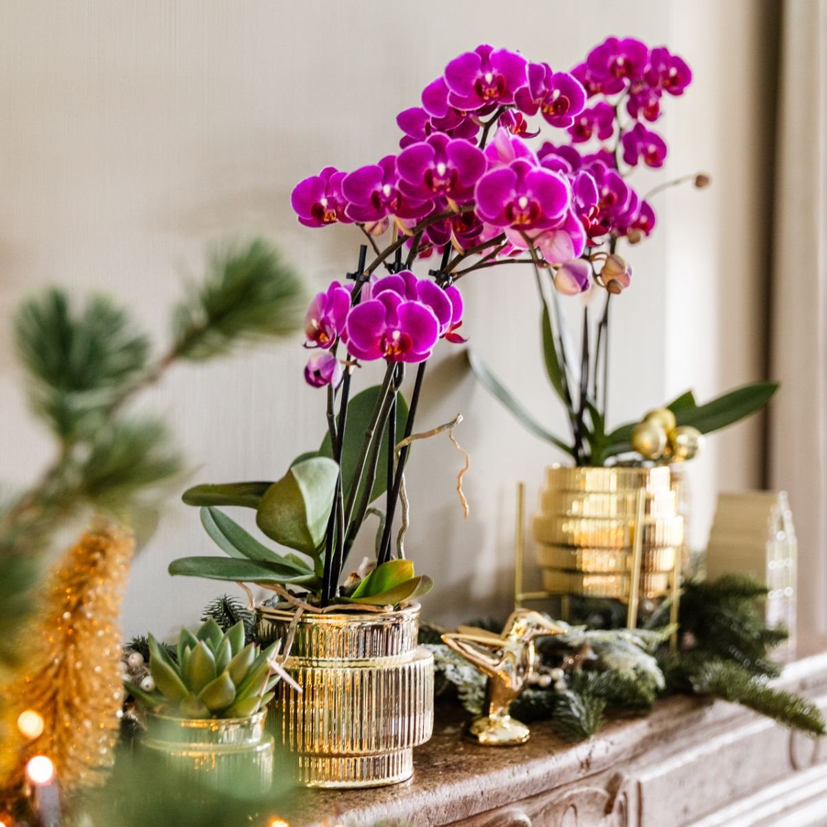 Kolibri Orchids | Gift Set Allure Shiny Goud - Witte Phalaenopsis Orchidee Mineral Amabilis & Succulent