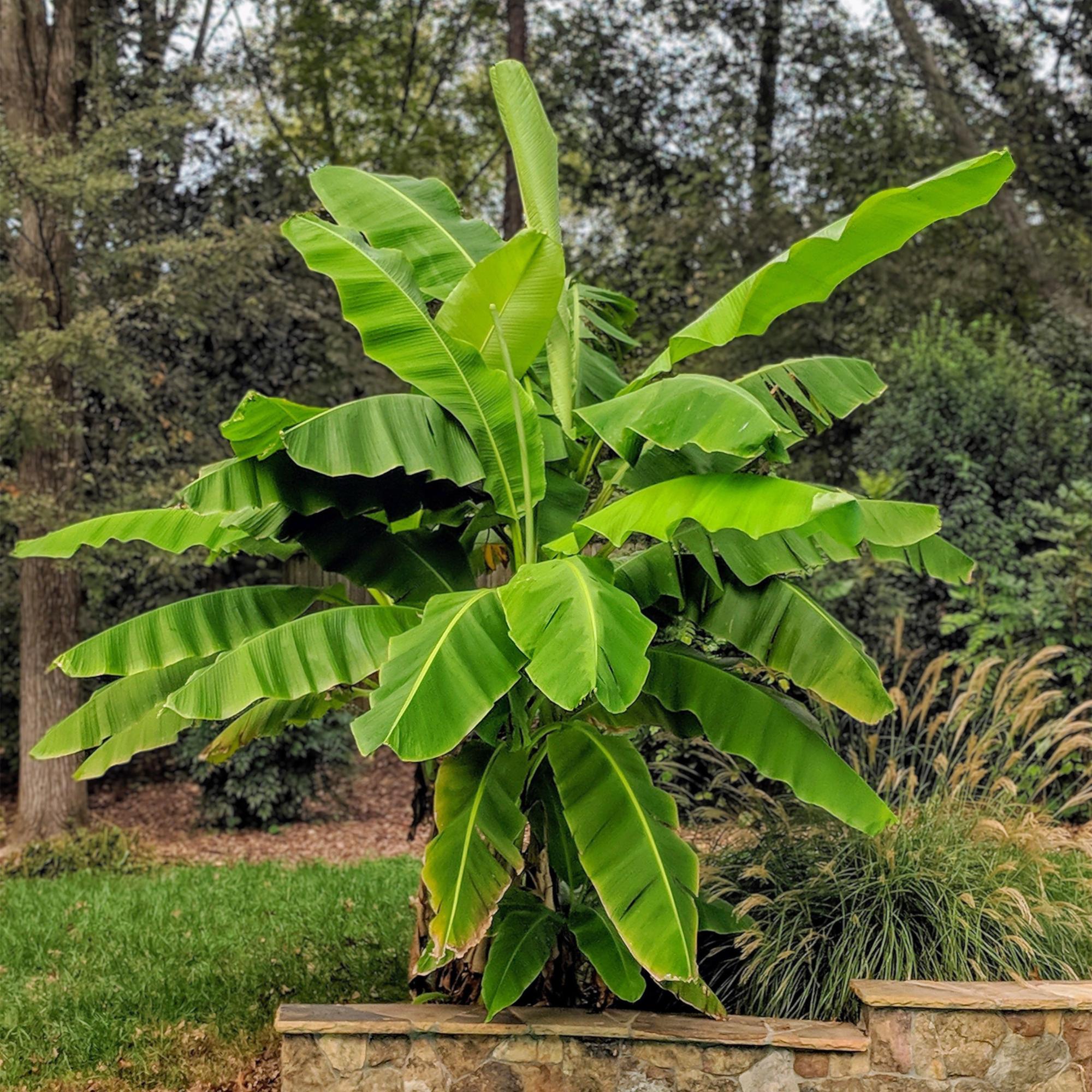 Japanse vezelbanaan - Musa Basjoo - Winterhard - 2 planten - Pot 15cm Hoogte 50cm