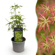Acer palmatum Seiryu - Groen 1 Plant - Bladverliezend - Weinig Onderhoud  - Pot 12cm Hoogte 35cm