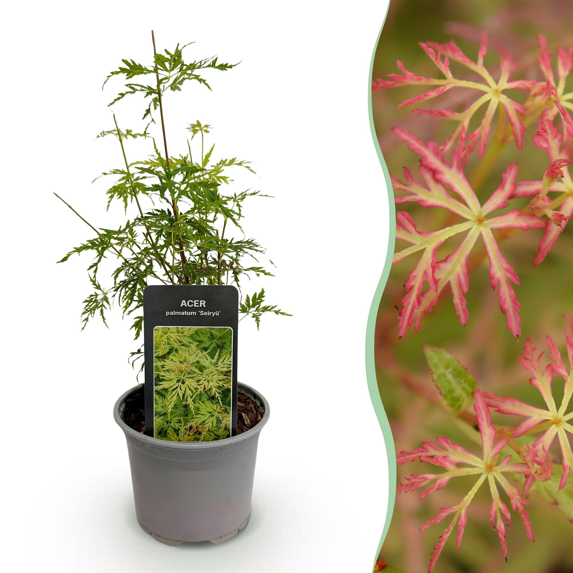 Acer palmatum Seiryu - Groen 1 Plant - Bladverliezend - Weinig Onderhoud  - Pot 12cm Hoogte 35cm