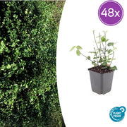 48x Euonymus fort. 'Coloratus' - ↕10-25cm - Ø9cm
