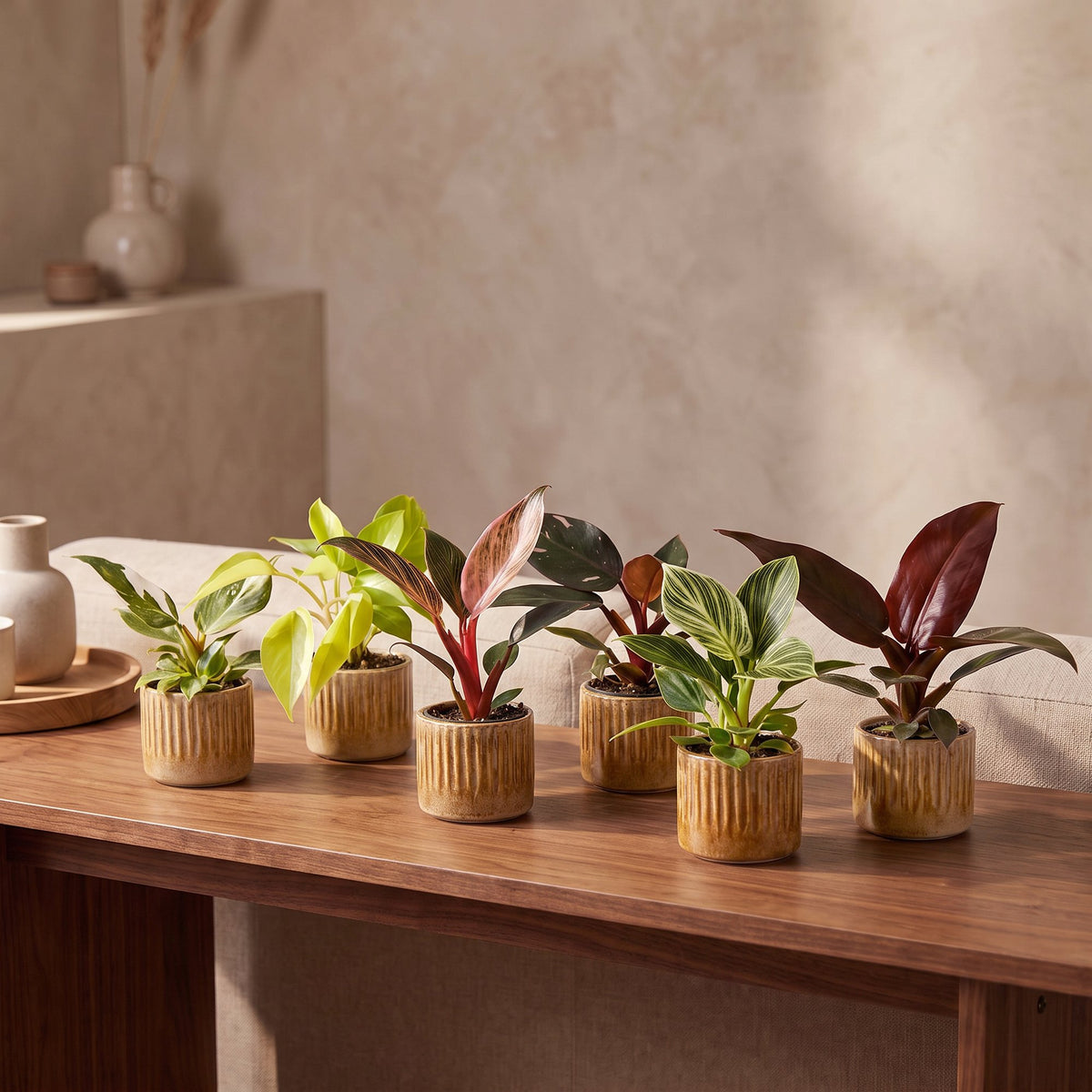 Baby Philodendron Family 6x - Wit - Roze - Geel - Groen - Rood - Tropisch - incl. Linnea Honey - Ø6cm - ↕10-15cm