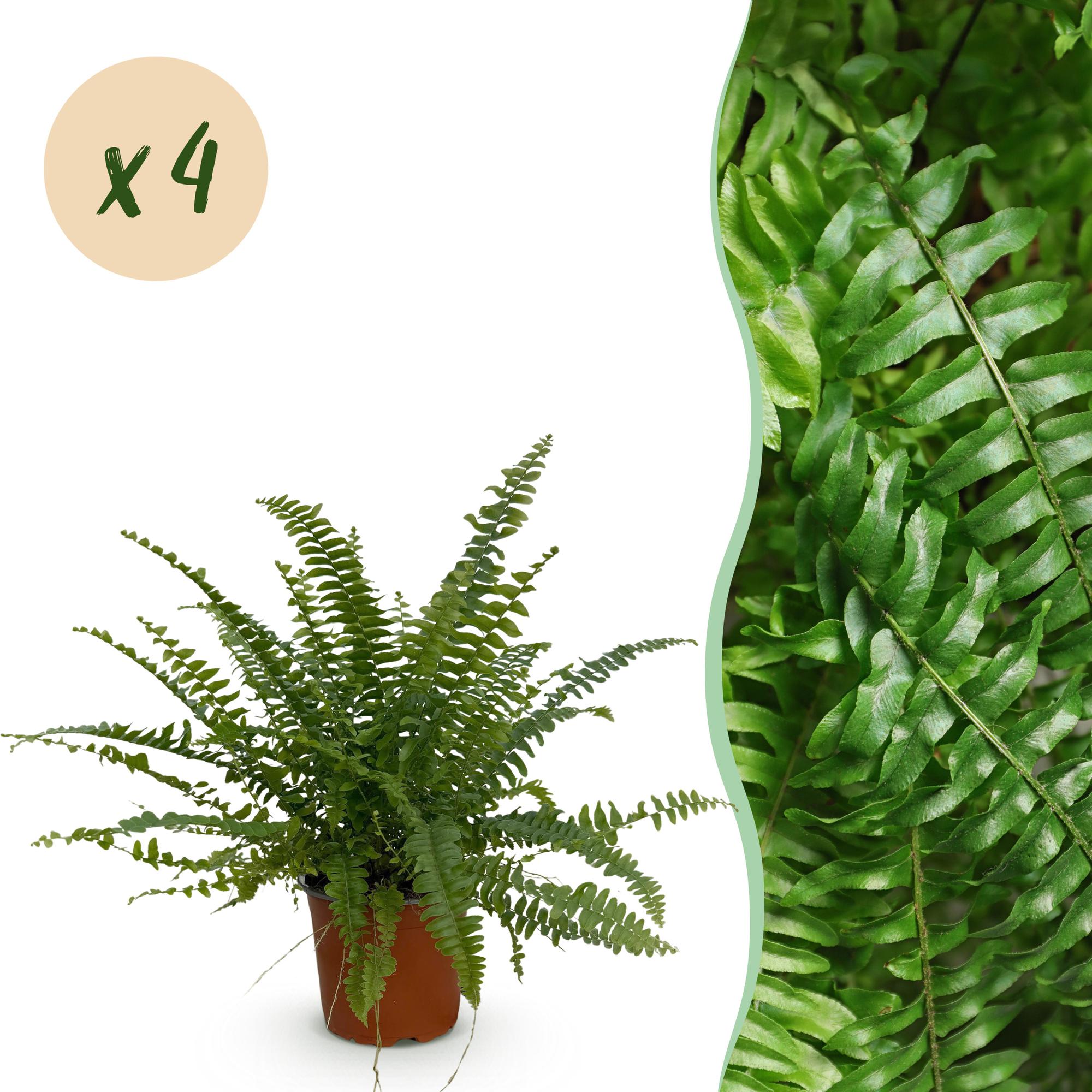 Nephrolepsis exaltata Green Lady - Varen - Huisdiervriendelijk - Groen - 4 Planten - Pot 12cm - Hoogte 28-30cm