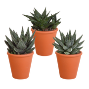 Gasteria/Haworthia mix 8,5cm - 3x - in terracotta pot