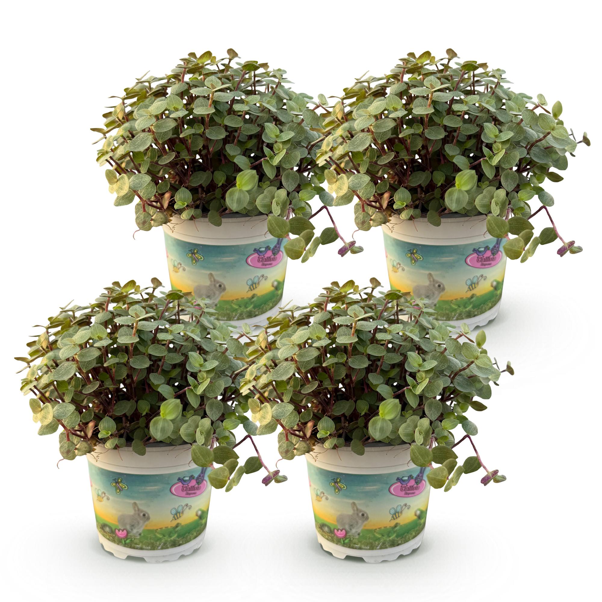 Calissia repens - Kattengras - Huisdiervriendelijk - Groen - 4 Planten - Pot 12cm - Hoogte 17-20cm