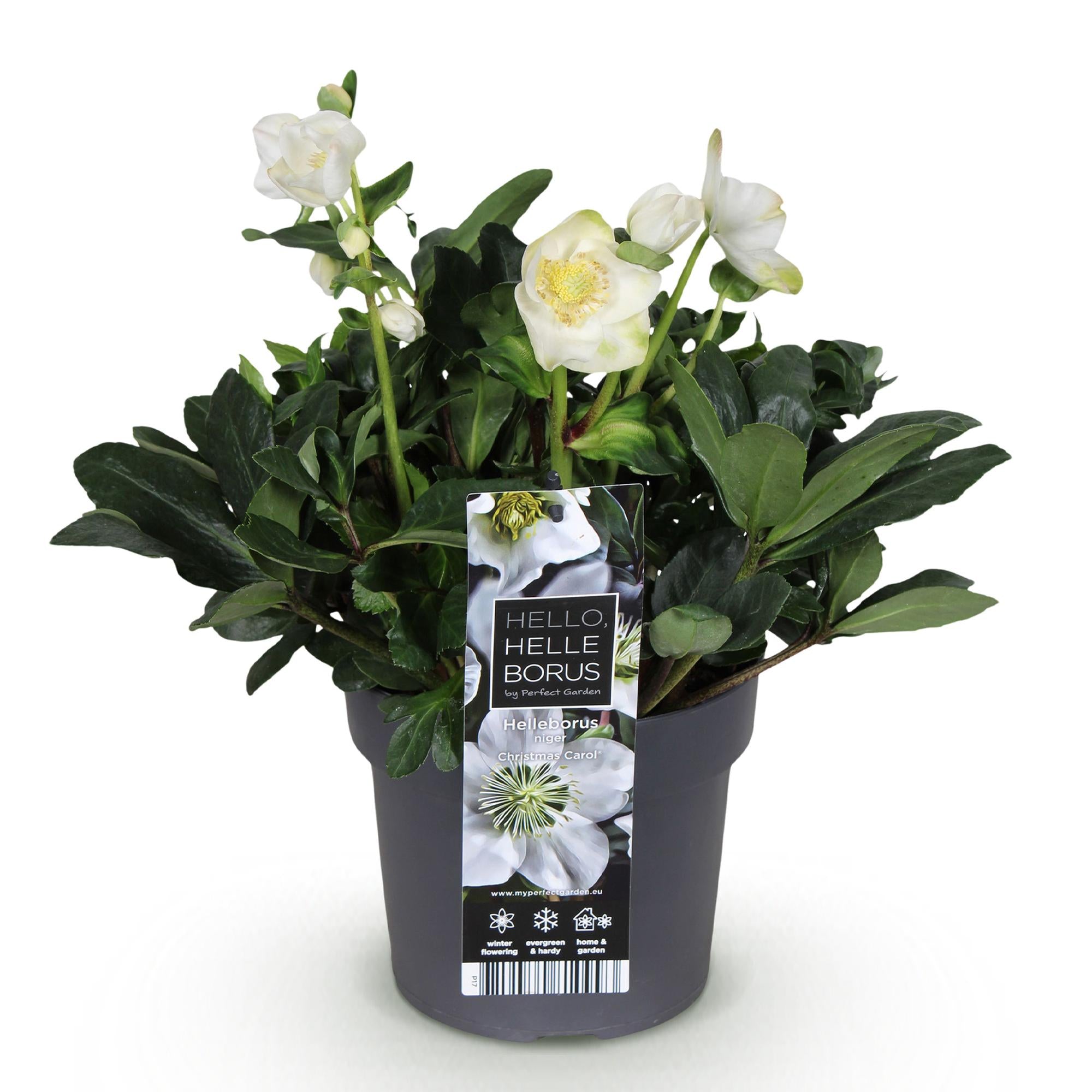 Kerstroos - Helleborus Christmas Carol  - Witte Bloem -1 Plant - Groenblijvend - Pot 17cm Hoogte 35cm
