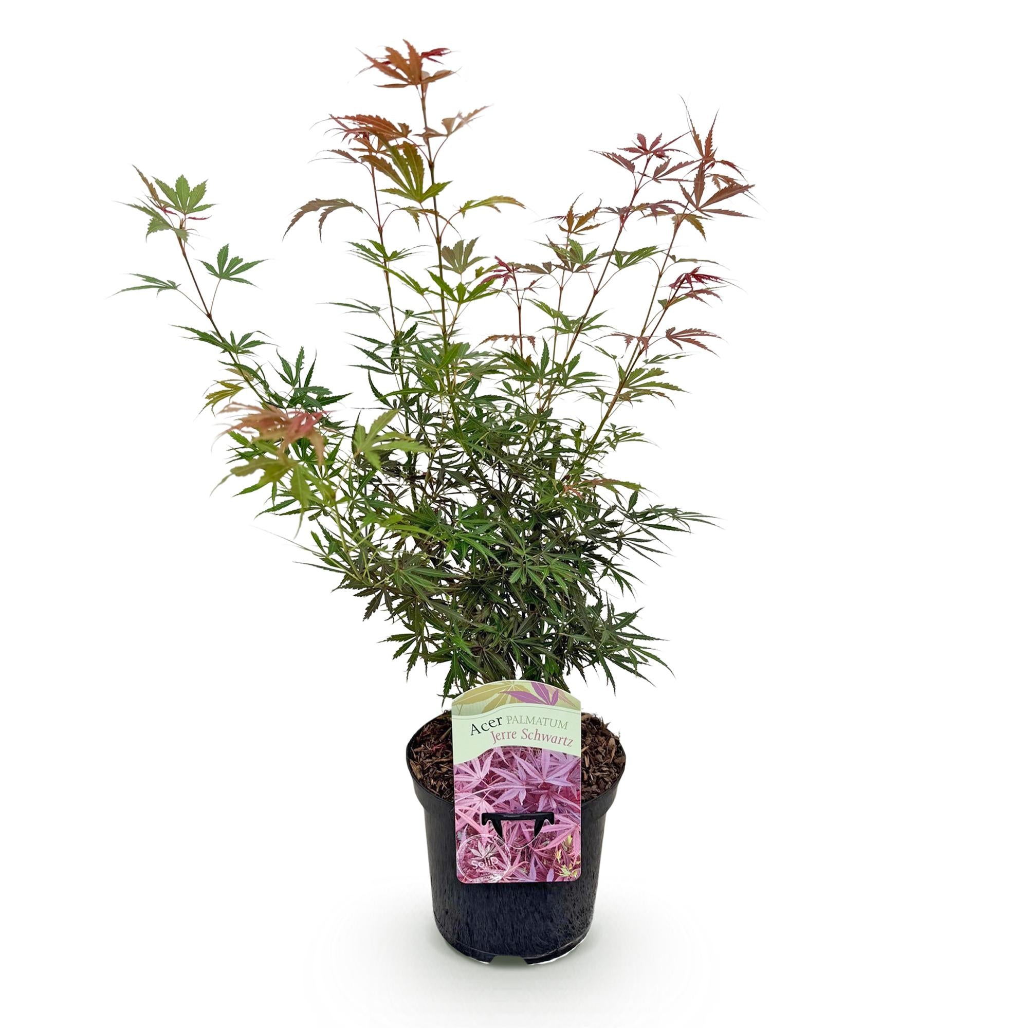 Green boutiQ - Pianta da patio - Acero giapponese - Acer palmatum Jerre Swarts - Rosso scuro - 1 pianta - Decidua - Vaso 19 cm Altezza 70 cm