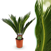 Cycas revoluta - Palmvaren - Weinig onderhoud - Groen - 1 - Pot 17cm - Hoogte 70cm