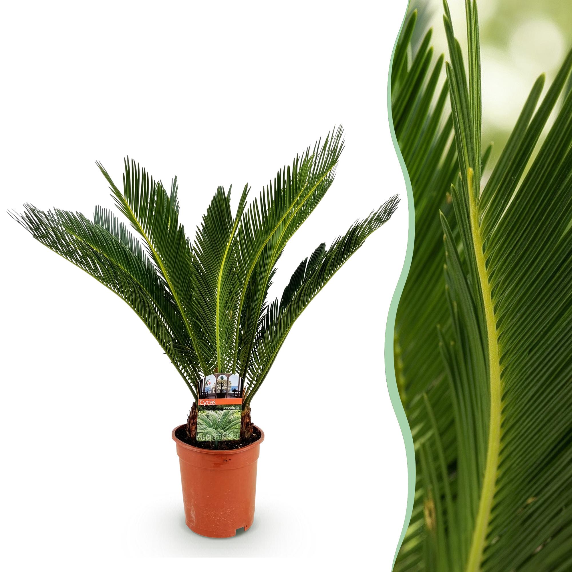 Cycas revoluta - Palmvaren - Weinig onderhoud - Groen - 1 - Pot 17cm - Hoogte 70cm