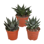 Mélange Gasteria/Haworthia 8,5 cm - 3x - sans pot