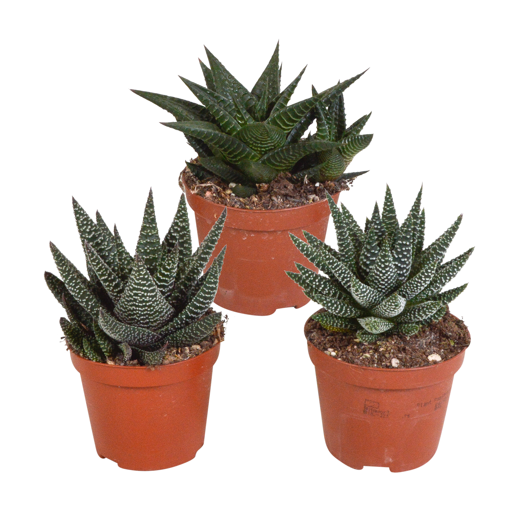 Mélange Gasteria/Haworthia 8,5 cm - 3x - sans pot