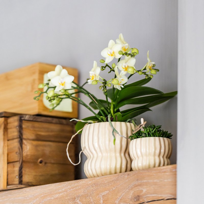 Kolibri Orchids | Gele Botanic orchidee + Horizon sierpot geel – potmaat Ø9cm