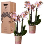 Kolibri Orchideen – Überraschungsbox-Mix – einfarbige Vorteilsbox – Überraschungsbox mit 2 Orchideen Ø 9 cm – frisch vom Züchter