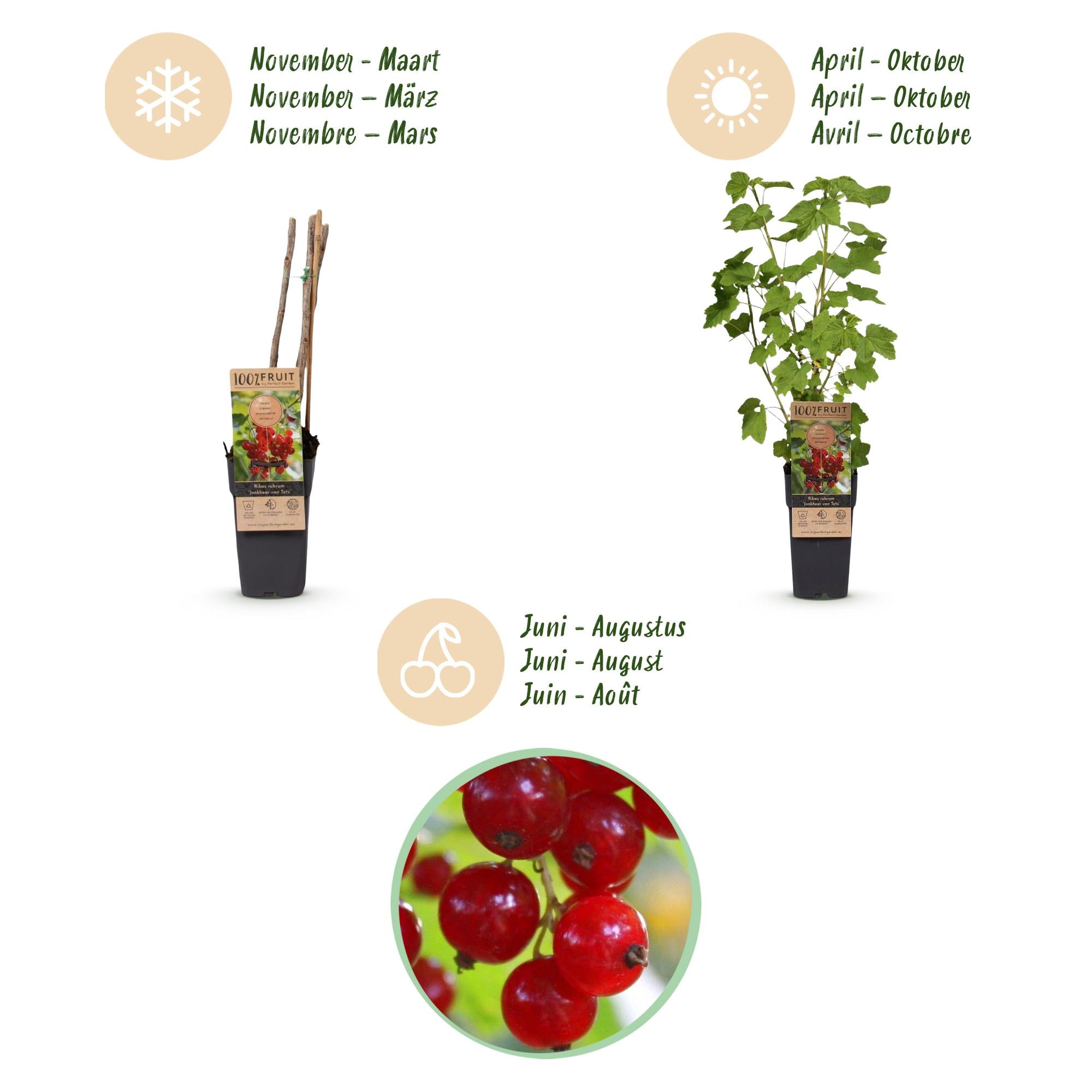 Ribes rubrum Jonkheer van Tets - Bessenplant - Winterhard - Rode Bes - 2 Planten - Pot 15cm - Hoogte 50cm