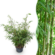 Fargesia robusta Pingwu - Niet Woekerende Bamboe - Bladhoudend - Groen - 1 Plant - Pot 23 cm - Hoogte 80 cm