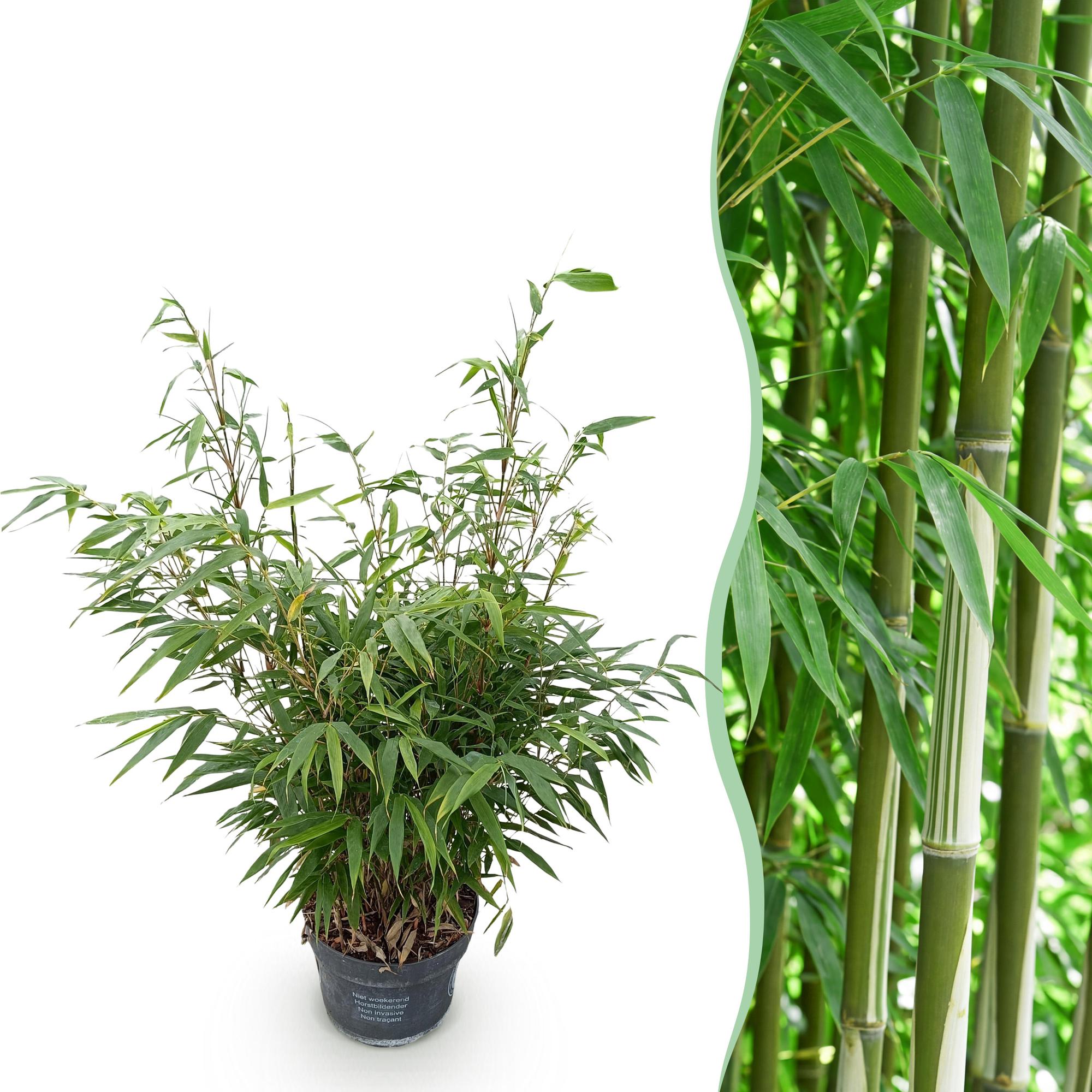 Fargesia robusta Pingwu - Niet Woekerende Bamboe - Bladhoudend - Groen - 1 Plant - Pot 23 cm - Hoogte 80 cm