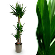 Yucca elephantipes - Weinig onderhoud - Groen - 1 - Pot 27cm - Hoogte 170cm