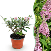 Buddleja davidii Butterfly Candy Little Pink - Vlinderstruik - Compact - Roze - 1 Plant - Pot 12cm - Hoogte 20-25cm