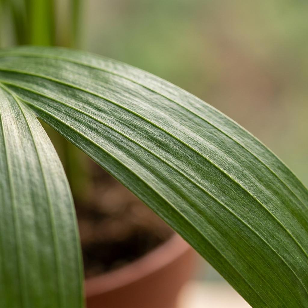 Areca Lutescens - Goudpalm - 2x - met Potter Grijs - Pot 12cm - Hoogte - 45cm