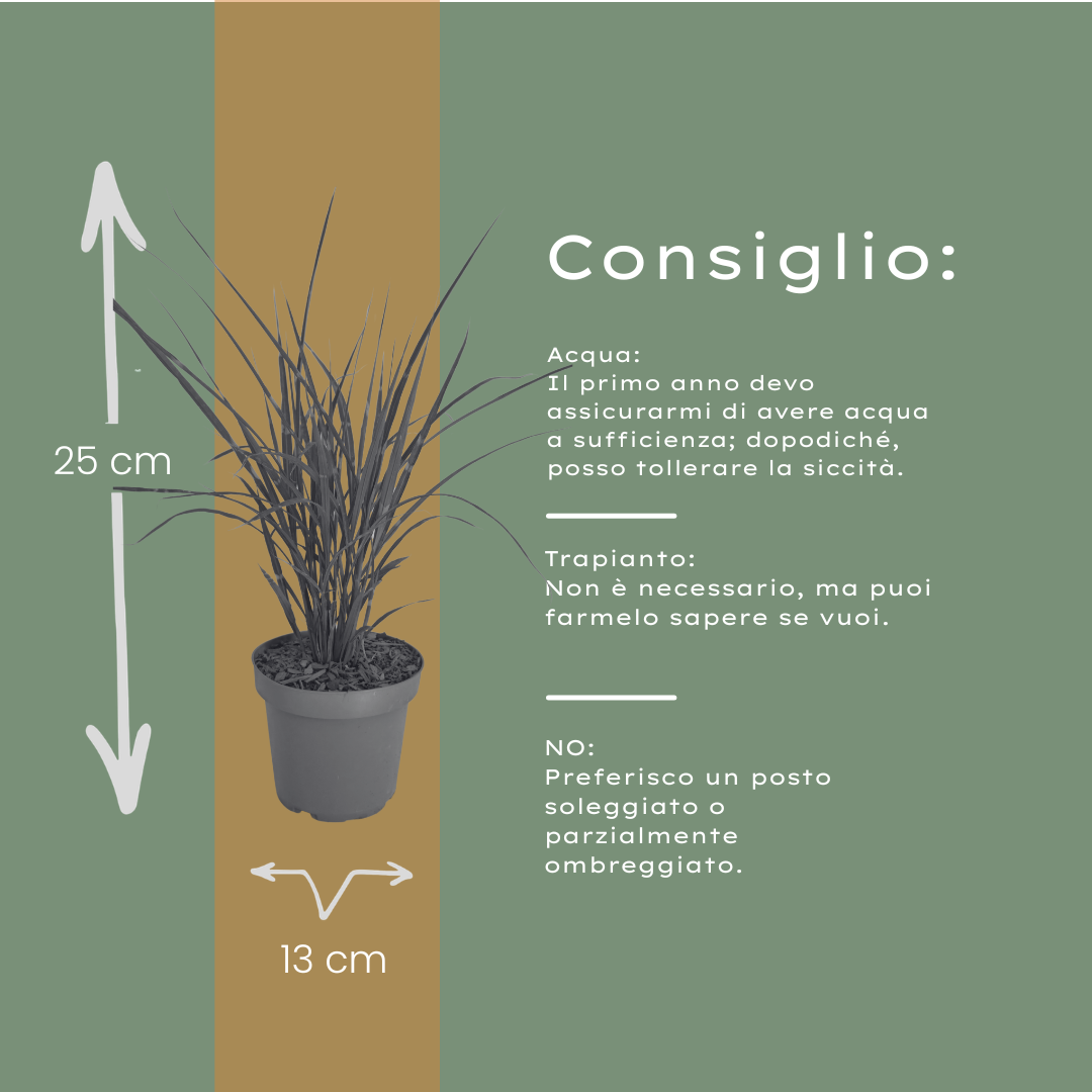 6x Miscanthus sinensis ‘Zebrinus’ – Opvallend zebragras met decoratief gestreept blad | Potmaat 12 cm