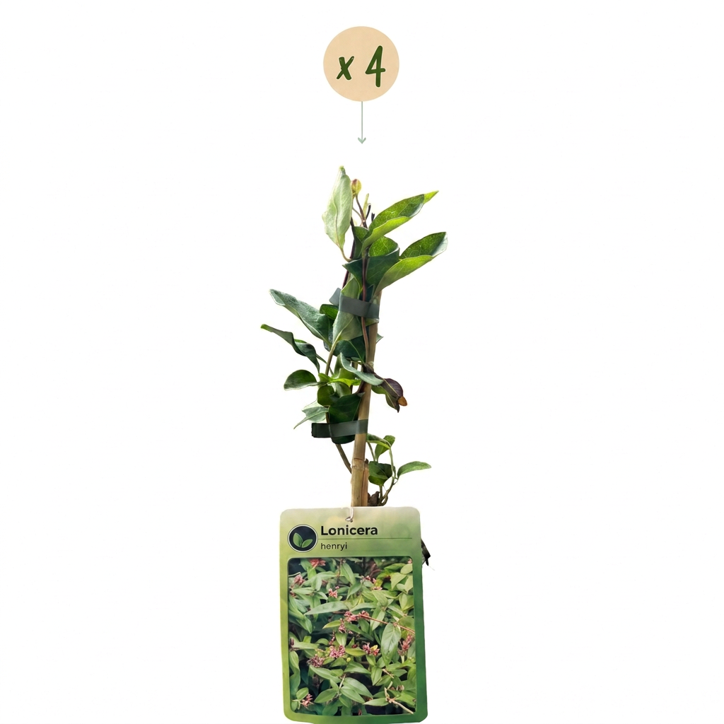 Lonicera henryi - Henrys kamperfoelie 4x - Geel - Rood - Klimplant - Ø9cm - ↕35cm
