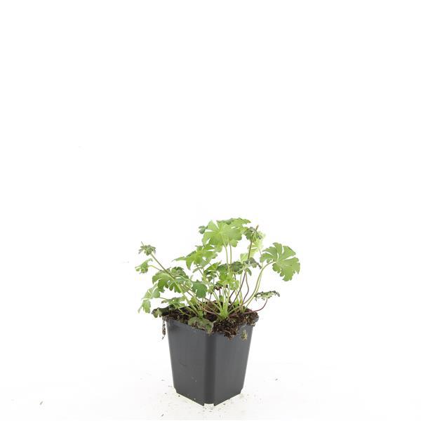 48x Geranium sang. 'Album' - ↕10-25cm - Ø9cm