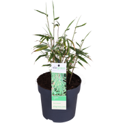 Fargesia rufa - Niet woekerende bamboe - Ø29cm - ↕80cm - Ø14 - ↨40cm