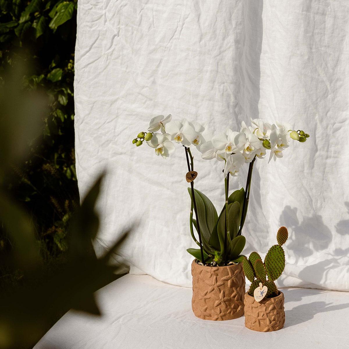 Kolibri Home | Star Fish Übertopf - Sand - Ø9cm