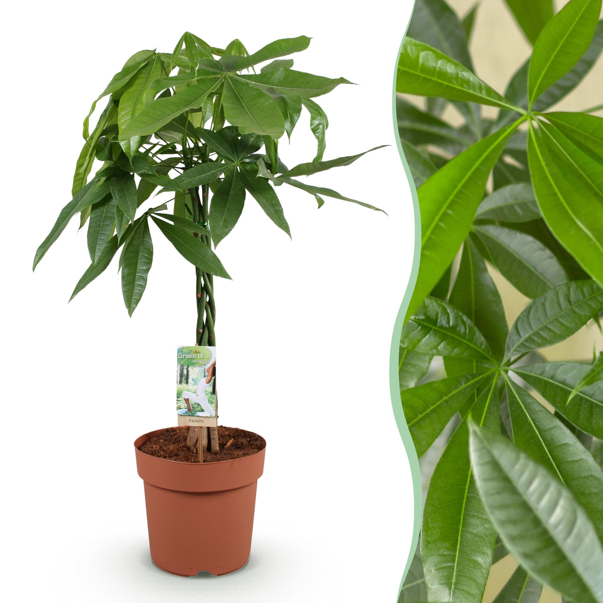Pachira Aquatica gevlochten stam - Geldboom - Pot 21cm - Hoogte 80-90cm