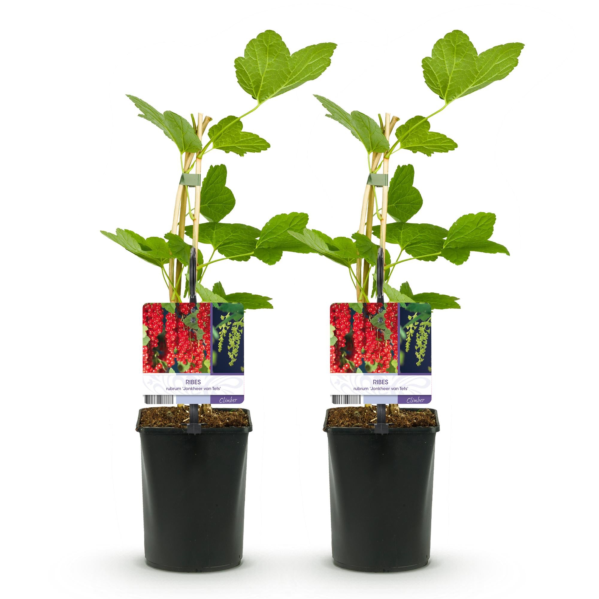 Green boutiQ - Obstpflanze - Johannisbeere - Ribes rubrum Jonkheer van Tets - Rote Johannisbeere - 2 Pflanzen - Topf 11 cm Höhe 40 cm