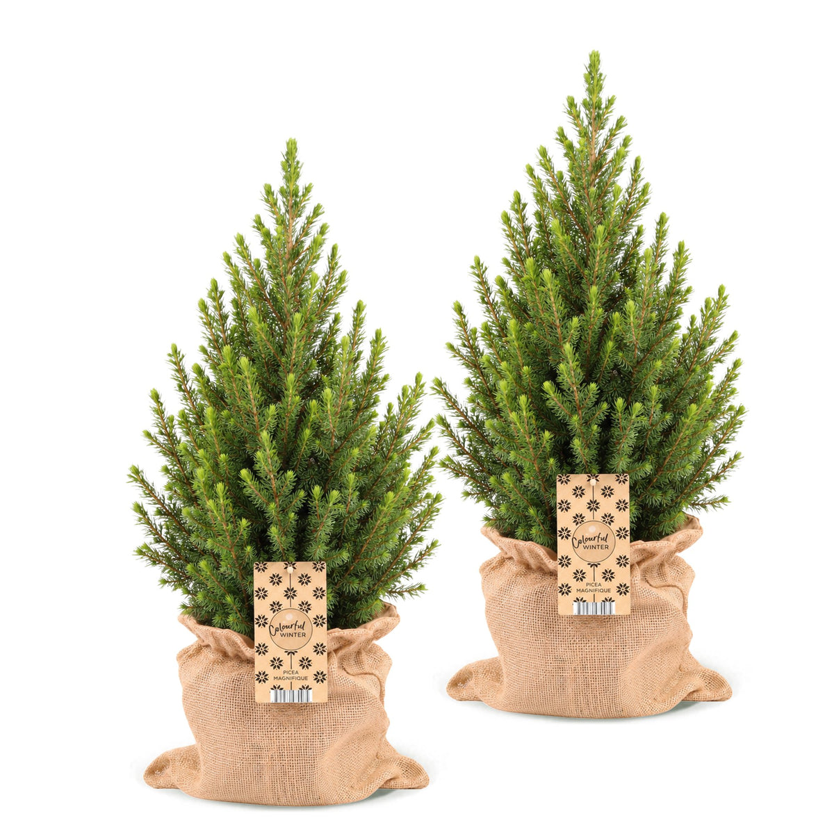 Picea glauca Conica - 2x Kegelspar - Groen - Kerstboom - incl. jute zak - Ø19cm - ↕65cm