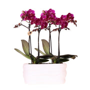 Kolibri Orchids | Orquídeas moradas en plato Como con depósito de agua | Dos orquídeas Morelia moradas de 9 cm