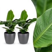 Musa Oriental Dwarf - Dwergbanaan - 2x - met Potter Grijs - Pot 12cm - Hoogte - 30cm