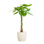 Pachira Aquatica met Viber wit - 80cm - Ø21